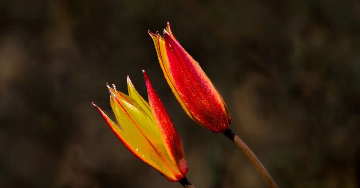 小さな原種チューリップが春の花壇に群生する様子