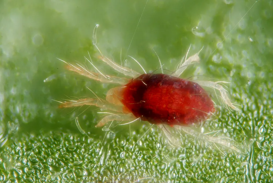 花の葉裏に付いたハダニと葉表の白いかすり状被害を確認する様子