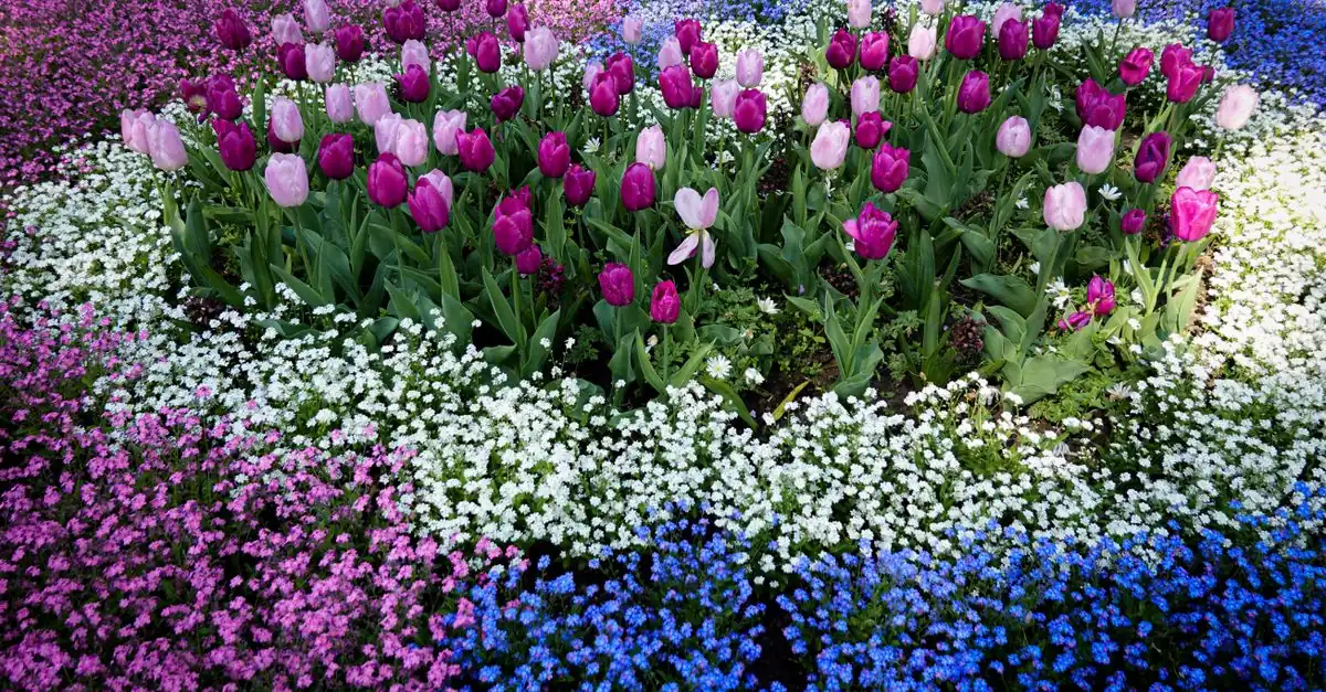 チューリップやネモフィラ、パンジーが咲く春の花壇
