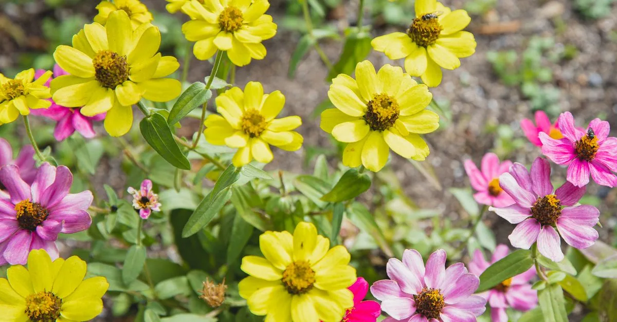 夏の日差しの中で咲くニチニチソウやジニアの花壇
