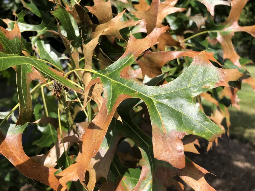 夏の花壇で葉焼けやしおれの症状を確認する様子
