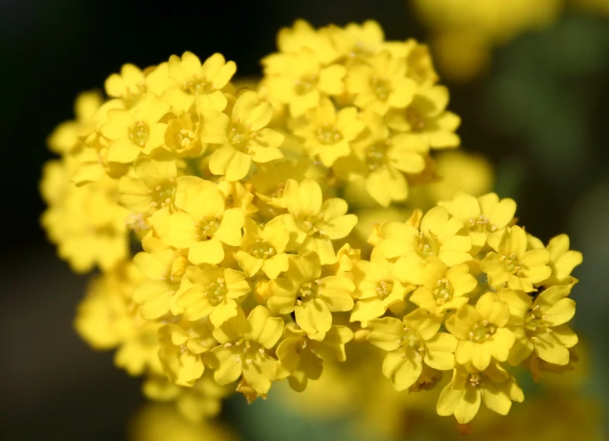 春の花壇で白い小花をこんもり咲かせるスイートアリッサム