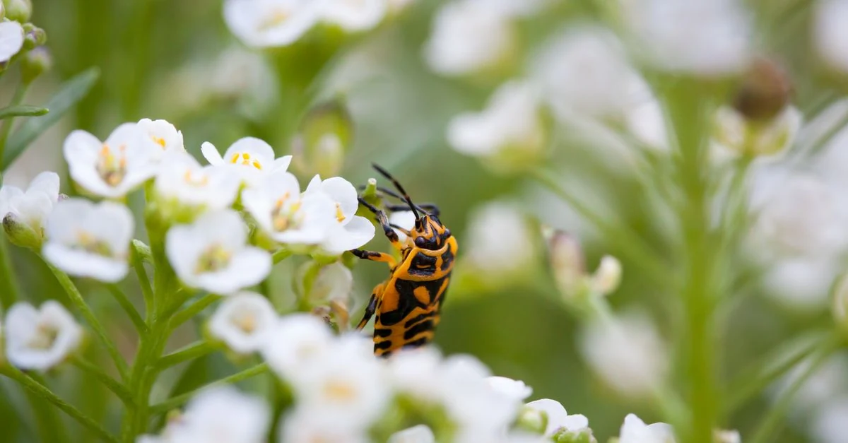 バラの花びらに生じたアザミウマによる白いかすれと褐色の変色を確認する様子