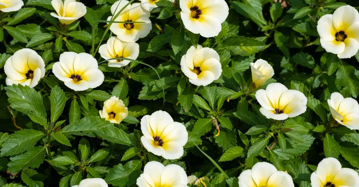 半日陰の夏花壇で青紫と白の花を咲かせるトレニア