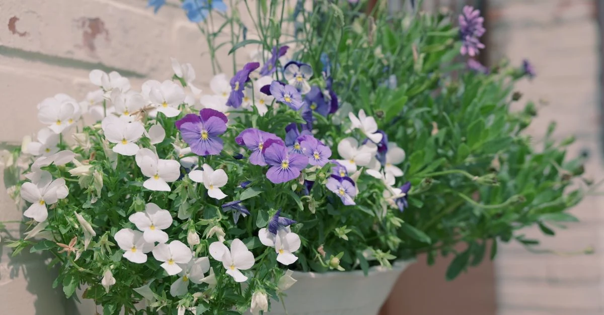 葉牡丹を主役にビオラを合わせた冬の寄せ植え