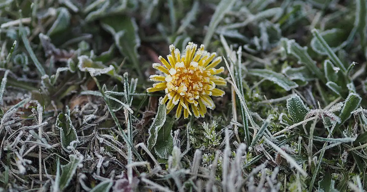 冬の花壇でパンジーやガーデンシクラメンが咲く様子